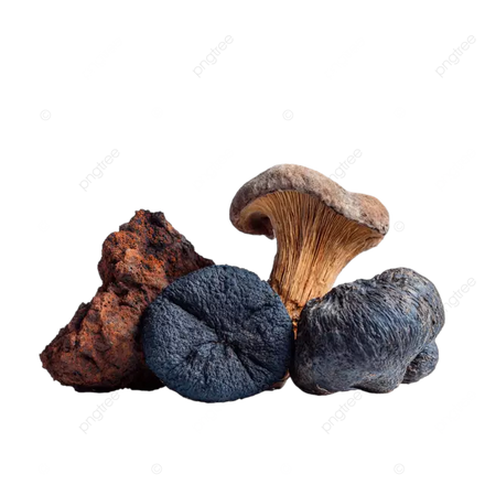 CHAGA (INONOTUS OBLIQUUS)