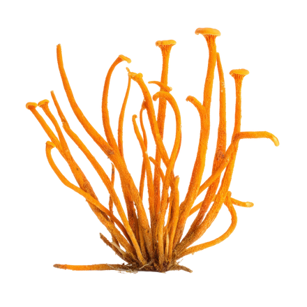 CORDYCEPS (CORDYCEPS SINENSIS)