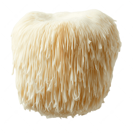 LION'S MANE (HERICIUM ERINACEUS)